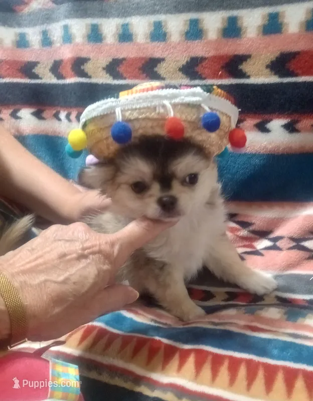 Mr King Wolf  – Chihuahua puppy for sale in Milledgeville, GA