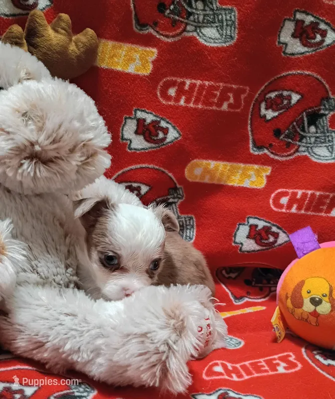 Hoss  – Chihuahua puppy for sale in Milledgeville, GA