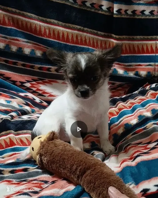 Rocket – Chihuahua puppy for sale in Milledgeville, GA