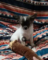 Rocket, a male Chihuahua for sale in Milledgeville, GA – 1 of 3