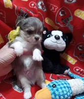 Chihuahua , a male Chihuahua for sale in Milledgeville, GA – 2 of 4