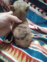 Little Joe , a male Chihuahua for sale in Milledgeville, GA – 3 of 5