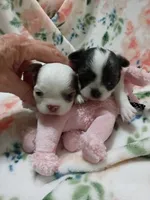 Luna B, a female Chihuahua for sale in Milledgeville, GA – 5 of 6