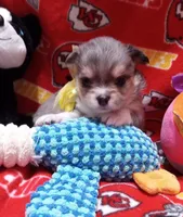 Chihuahua , a male Chihuahua for sale in Milledgeville, GA – 1 of 4