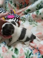 Mindy B , a female Chihuahua for sale in Milledgeville, GA – 2 of 5
