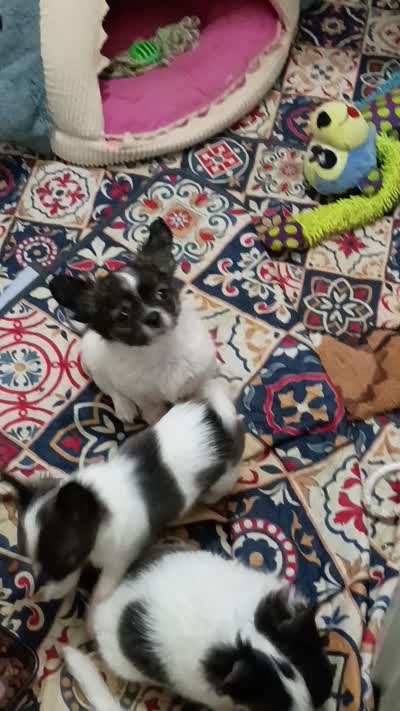 Heart B, a male Chihuahua for sale in Milledgeville, GA – 4 of 5