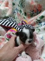 Mindy B , a female Chihuahua for sale in Milledgeville, GA – 1 of 5