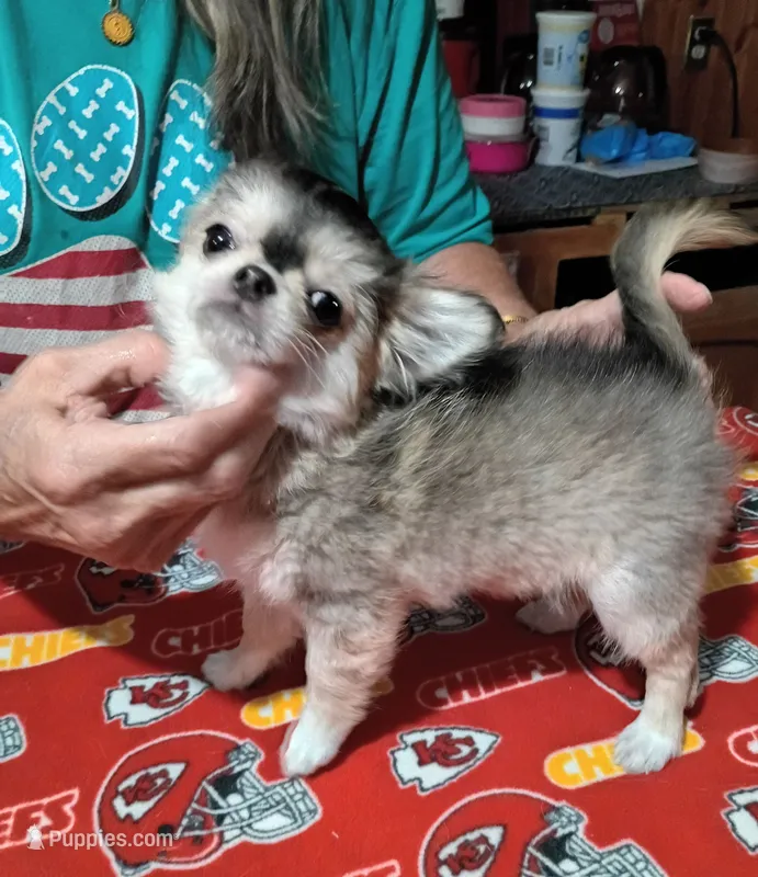 Mr King Wolf  – Chihuahua puppy for sale in Milledgeville, GA