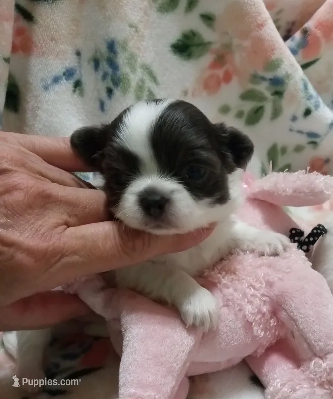 Diamond B – Chihuahua puppy for sale in Milledgeville, GA
