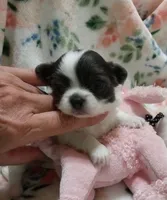 Diamond B, a female Chihuahua for sale in Milledgeville, GA – 1 of 6