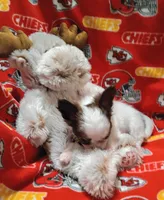 Waffles B, a male Chihuahua for sale in Milledgeville, GA – 2 of 8