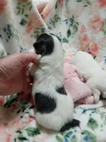 Diamond B, a female Chihuahua for sale in Milledgeville, GA – 5 of 6