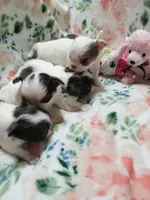 Mindy B Lightning , a female Chihuahua for sale in Milledgeville, GA – 6 of 6
