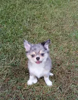 Jaguar , a male Chihuahua for sale in Milledgeville, GA – 3 of 7