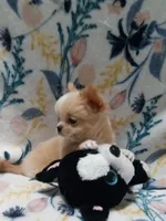 Bam Bam, a male Chihuahua for sale in Milledgeville, GA – 5 of 8