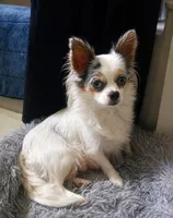 Heart B, a male Chihuahua for sale in Milledgeville, GA – 5 of 5