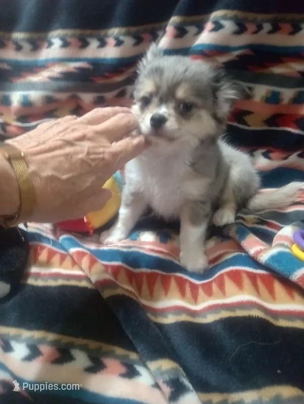 Jaguar  – Chihuahua puppy for sale in Milledgeville, GA
