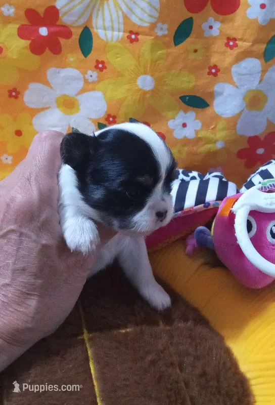 Geni – Chihuahua puppy for sale in Milledgeville, GA
