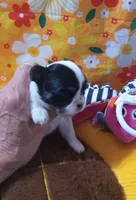 Geni, a female Chihuahua for sale in Milledgeville, GA – Photo 1 of 5