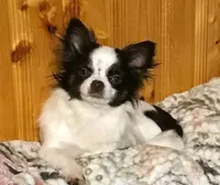 Geni, a female Chihuahua for sale in Milledgeville, GA – Photo 5 of 5