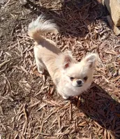 Geni, a female Chihuahua for sale in Milledgeville, GA – Photo 4 of 5