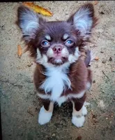 Geni, a female Chihuahua for sale in Milledgeville, GA – Photo 3 of 5