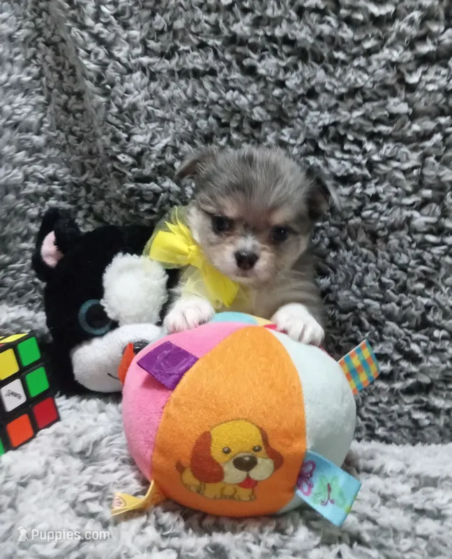 Jaguar  – Chihuahua puppy for sale in Milledgeville, GA