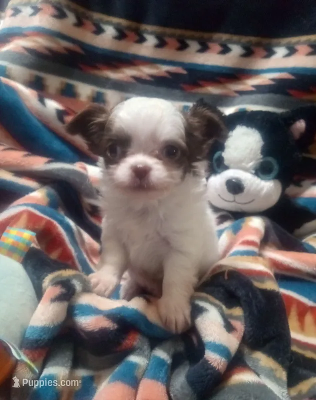 Waffles B – Chihuahua puppy for sale in Milledgeville, GA
