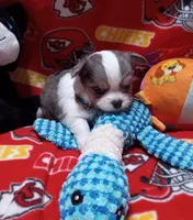 Orio, a male Chihuahua for sale in Milledgeville, GA – 2 of 6