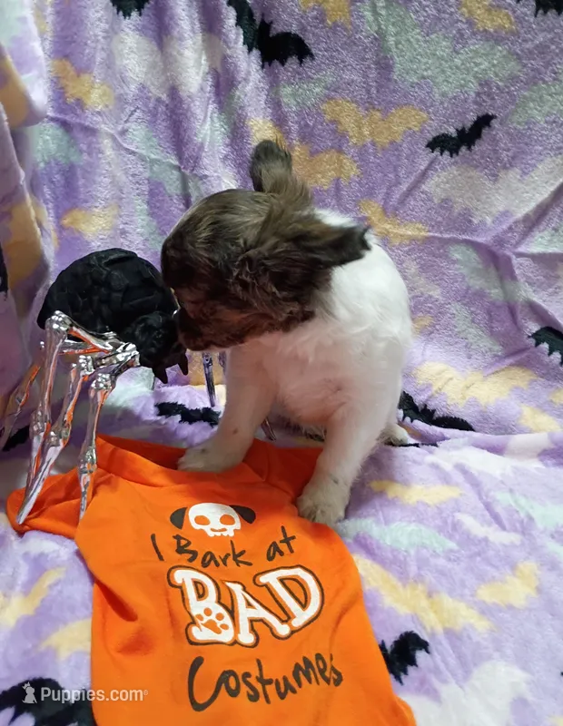 Heart B – Chihuahua puppy for sale in Milledgeville, GA