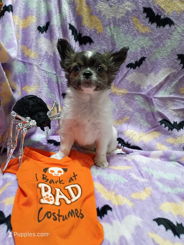 Heart B – Chihuahua puppy for sale in Milledgeville, GA