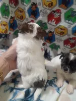 Waffles B, a male Chihuahua for sale in Milledgeville, GA – 5 of 8