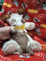Hoss , a male Chihuahua for sale in Milledgeville, GA – 2 of 5