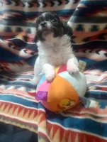 Heart B, a male Chihuahua for sale in Milledgeville, GA – 2 of 5