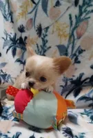 Bam Bam, a male Chihuahua for sale in Milledgeville, GA – 6 of 8