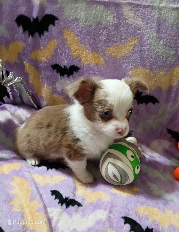 Hoss  – Chihuahua puppy for sale in Milledgeville, GA