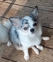 Chihuahua , a male Chihuahua for sale in Milledgeville, GA – 3 of 4