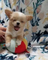 Bam Bam, a male Chihuahua for sale in Milledgeville, GA – 2 of 8