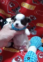Benny, a male Chihuahua for sale in Milledgeville, GA – 3 of 5