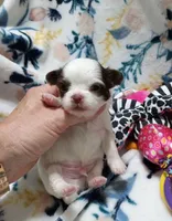 Waffles , a male Chihuahua for sale in Milledgeville, GA – 2 of 5