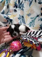 Heart, a male Chihuahua for sale in Milledgeville, GA – 1 of 5