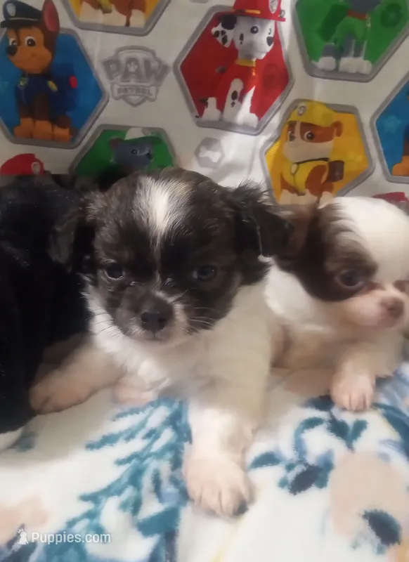 Heart B – Chihuahua puppy for sale in Milledgeville, GA