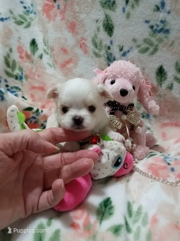 Luna – Chihuahua puppy for sale in Milledgeville, GA