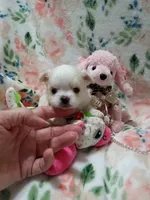 Luna, a female Chihuahua for sale in Milledgeville, GA – 1 of 5