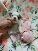Luna B, a female Chihuahua for sale in Milledgeville, GA – 4 of 6