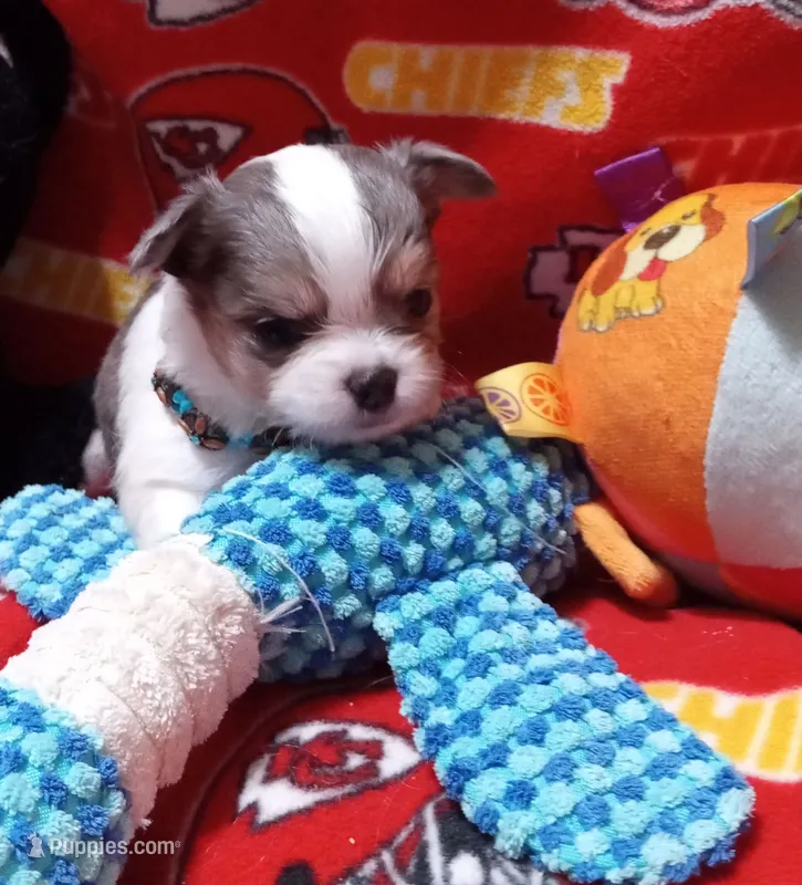 Orio – Chihuahua puppy for sale in Milledgeville, GA