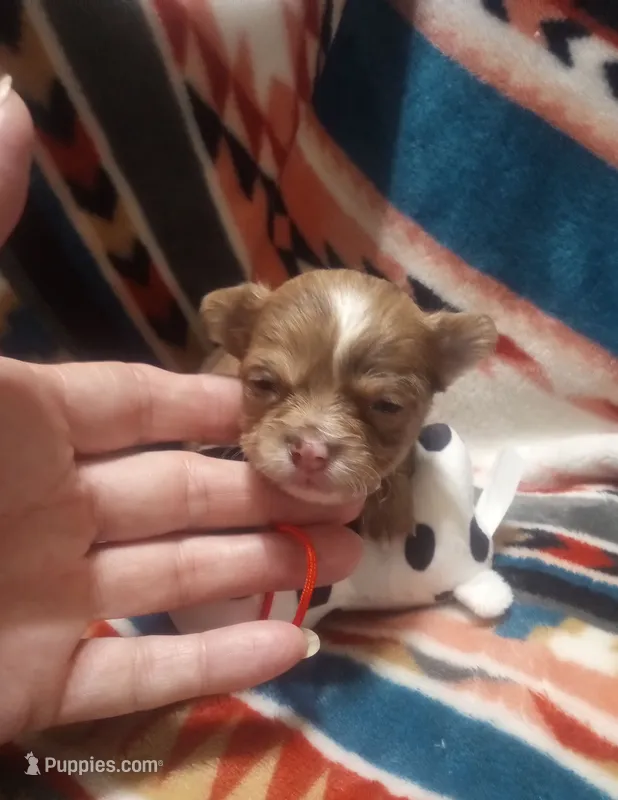 Little Joe  – Chihuahua puppy for sale in Milledgeville, GA