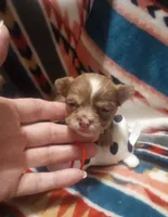 Little Joe , a male Chihuahua for sale in Milledgeville, GA – 1 of 5