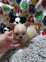 Bam Bam, a male Chihuahua for sale in Milledgeville, GA – 3 of 7