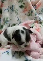 Diamond B, a female Chihuahua for sale in Milledgeville, GA – 2 of 6